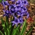 Hyacinthus orientalis 'Blue Jacket' -- Gartenhyazinthe